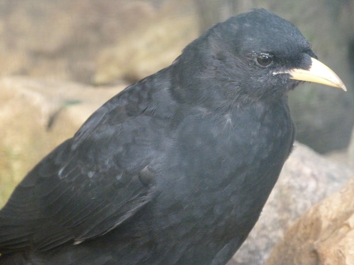 Yellow-billed chough -Zoo Plzeň (2025)