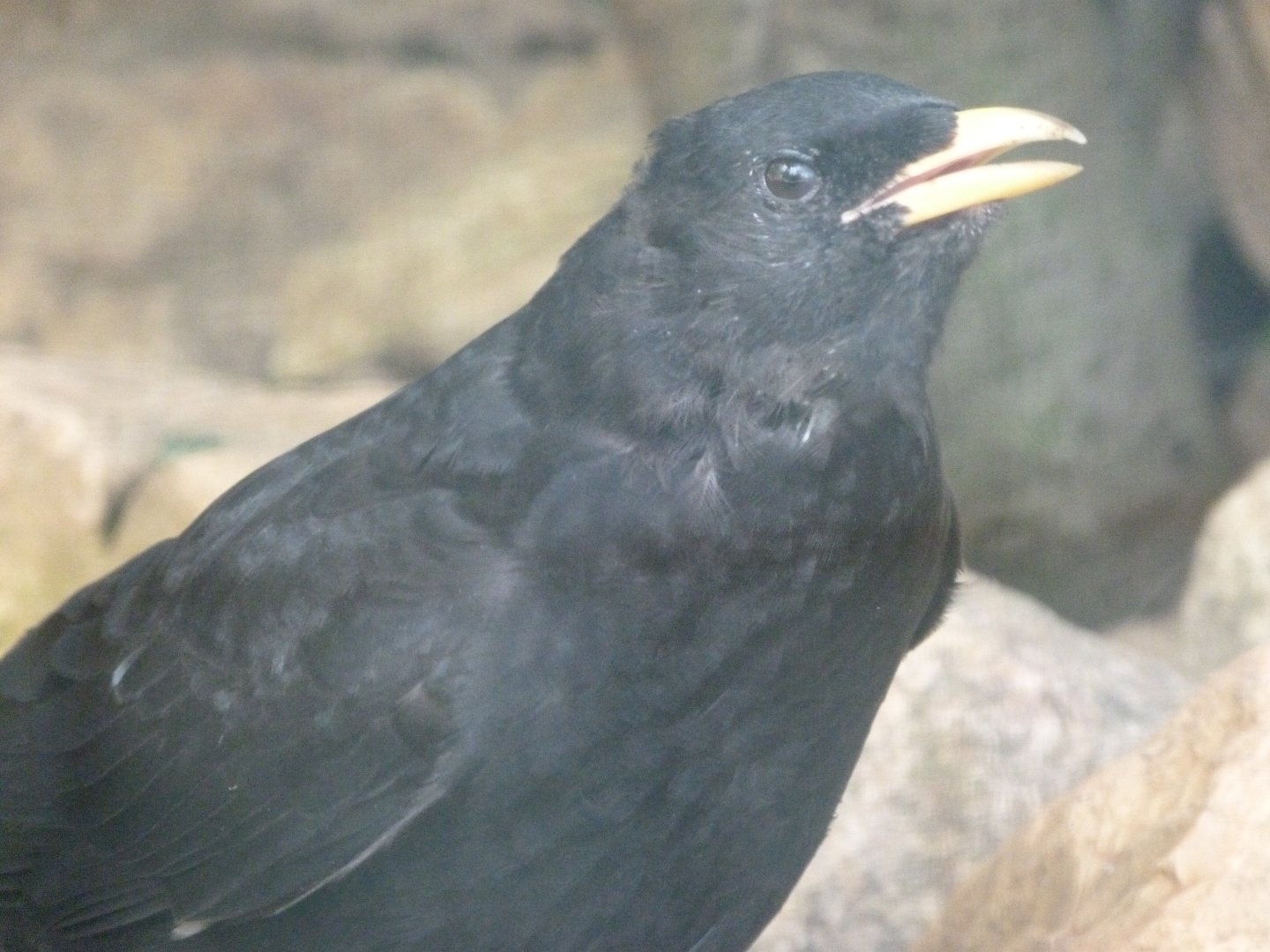 Yellow-billed chough -Zoo Plzeň (2025)