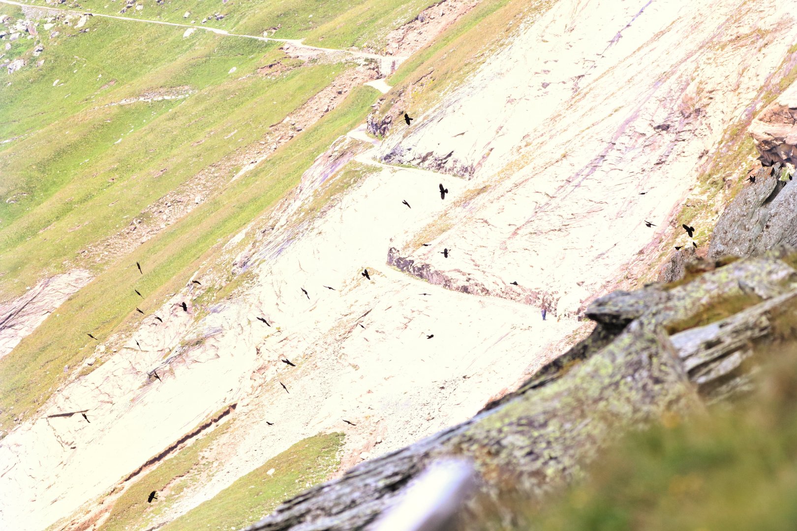 Yellow billed chough