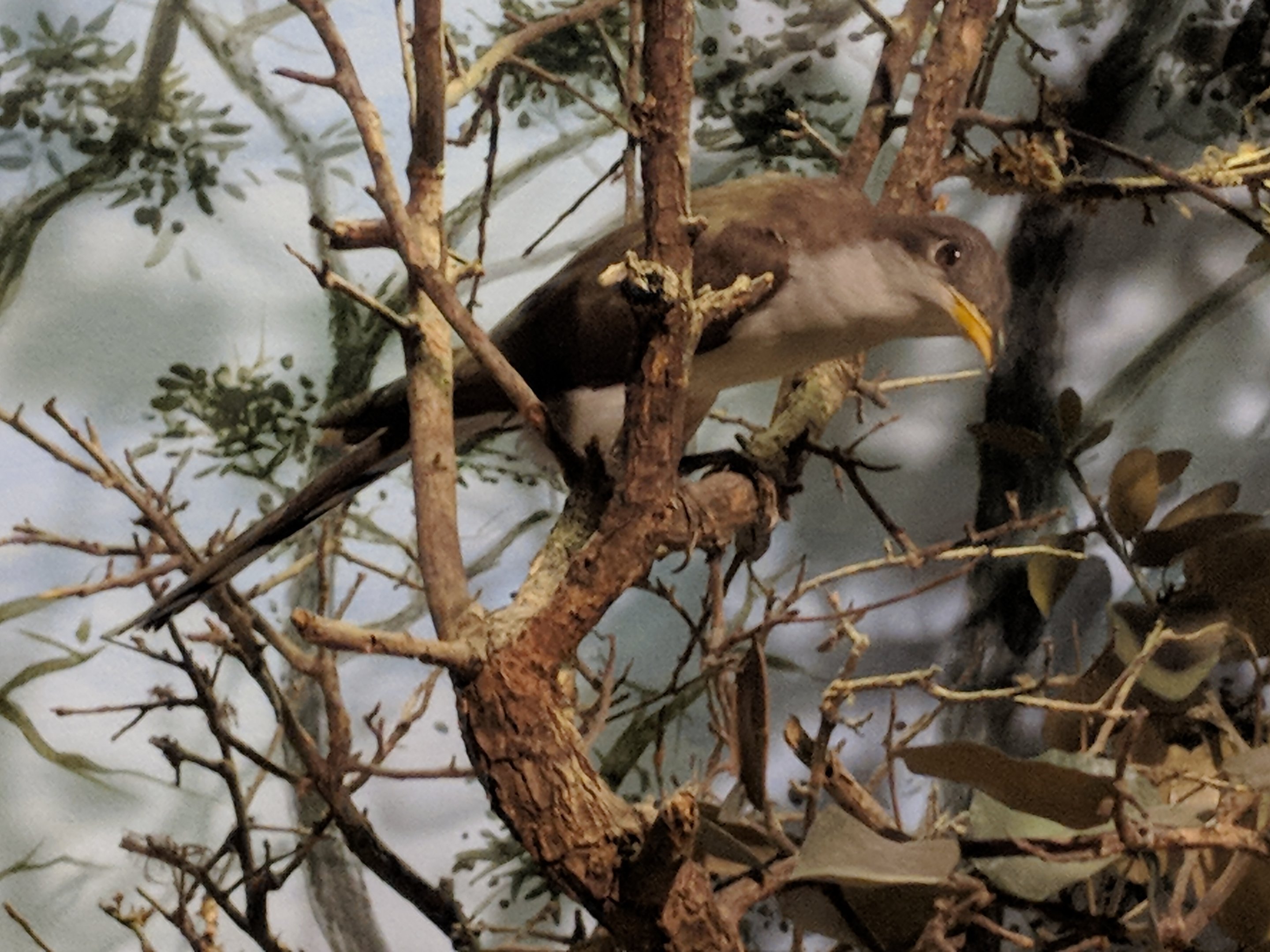 Yellow-billed cuckoo (Coccyzus americanus)