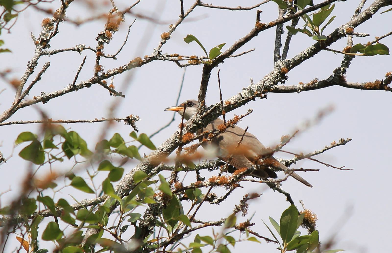 Yellow-Billed Cuckoo