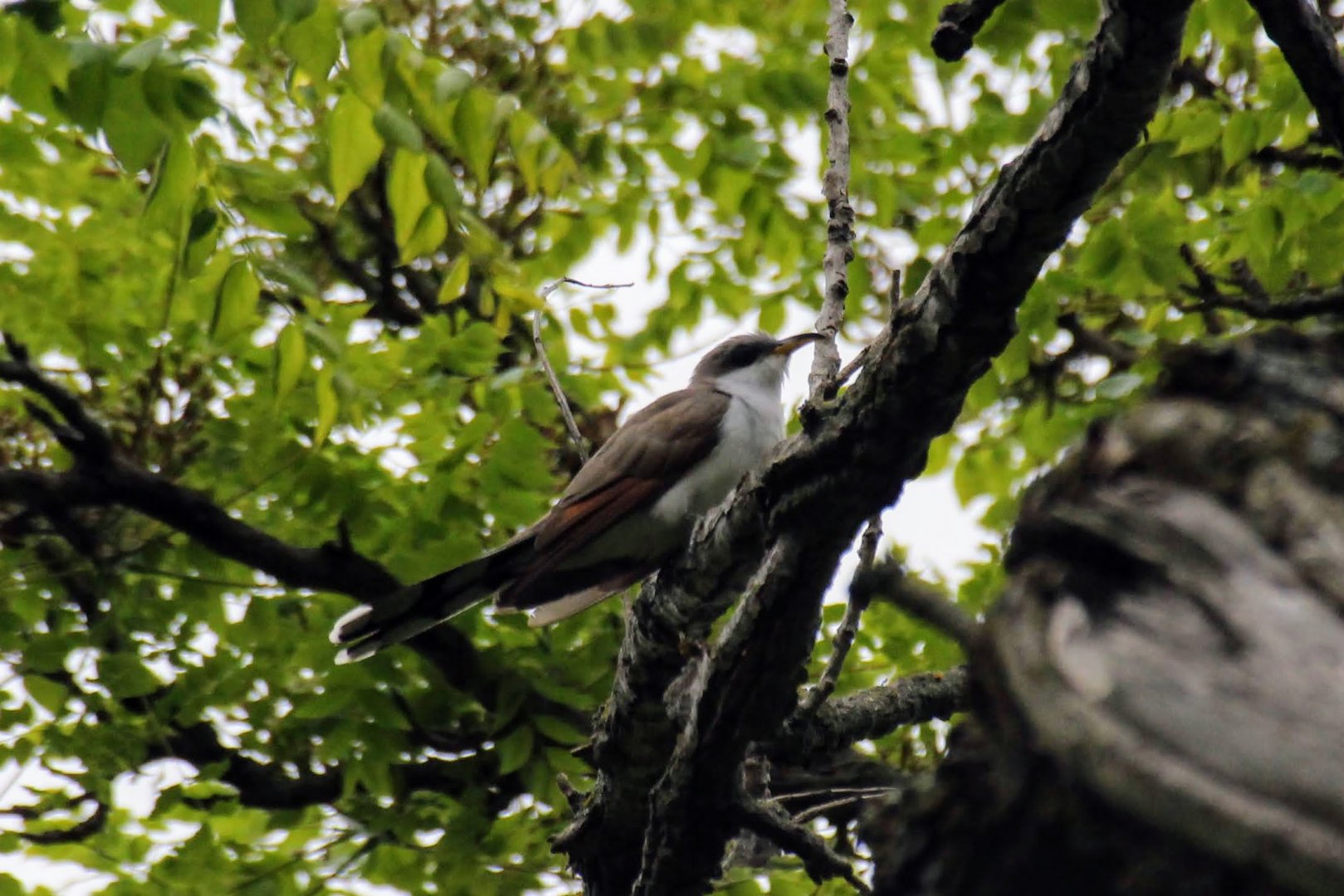 Yellow-billed Cuckoo