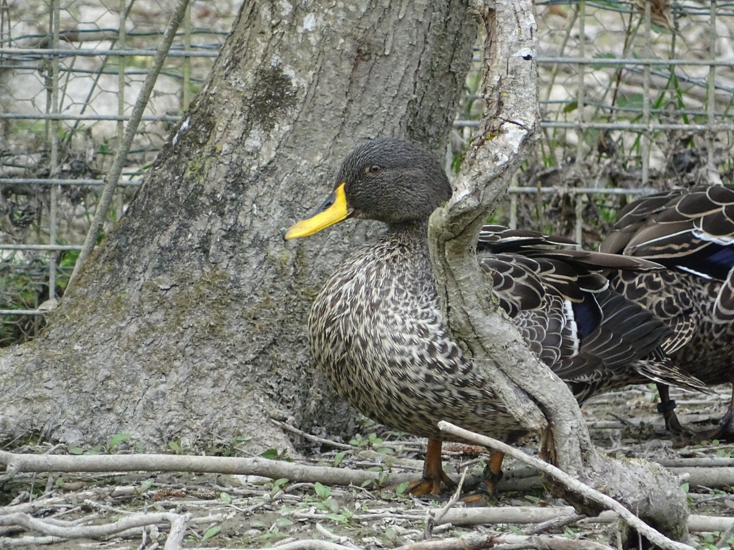 Yellow-billed duck (Anas undulata) - Parc animalier d'Ecouves