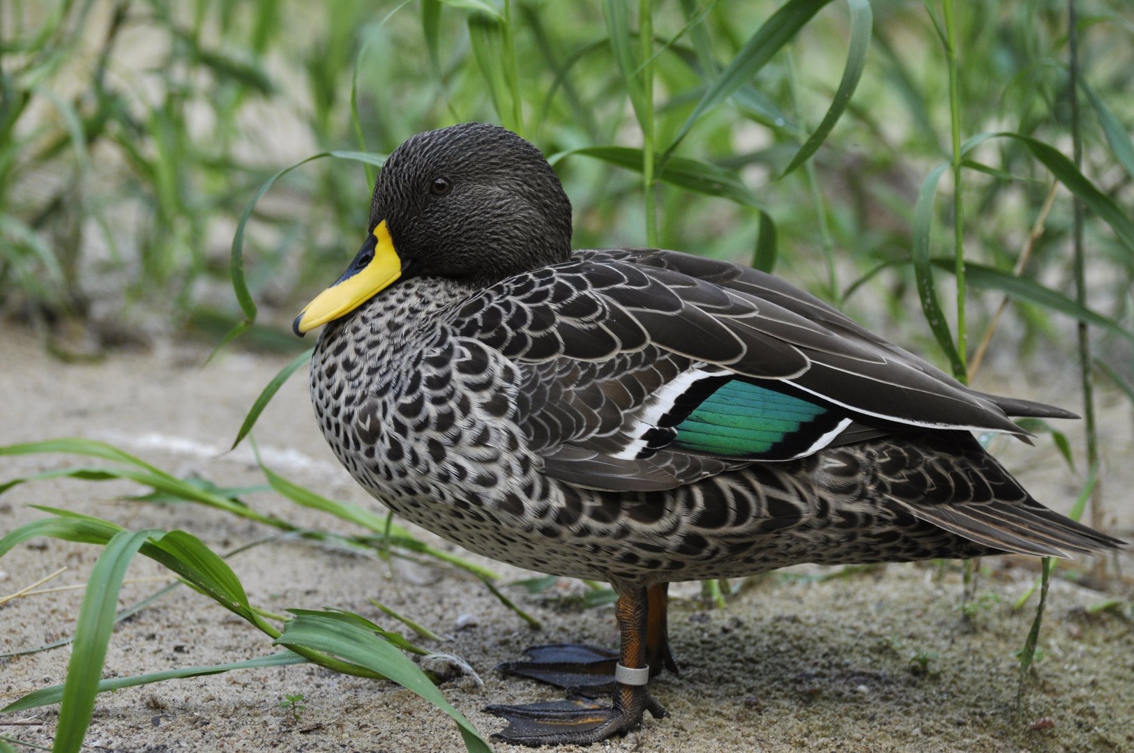 Yellow-billed duck (Anas undulata)
