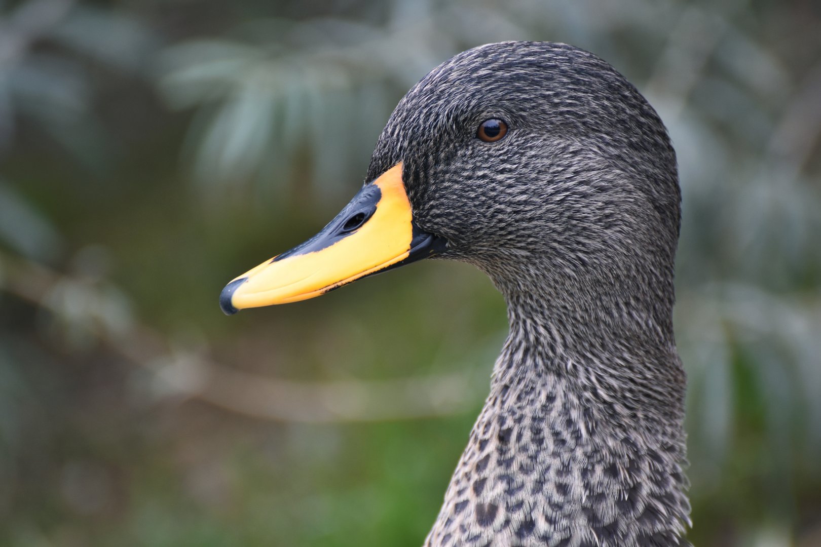 Yellow-billed duck (Anas undulata)