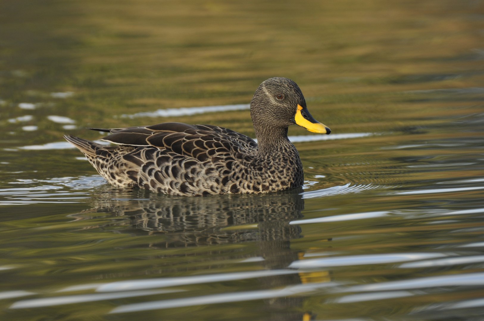 Yellow-billed duck (Anas undulata)