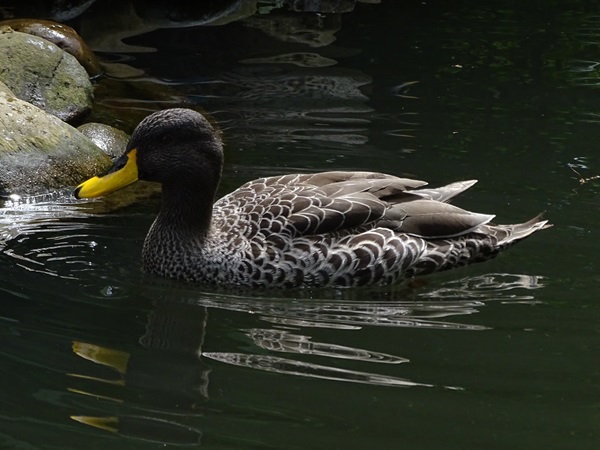 Yellow-billed duck (Anas undulata)