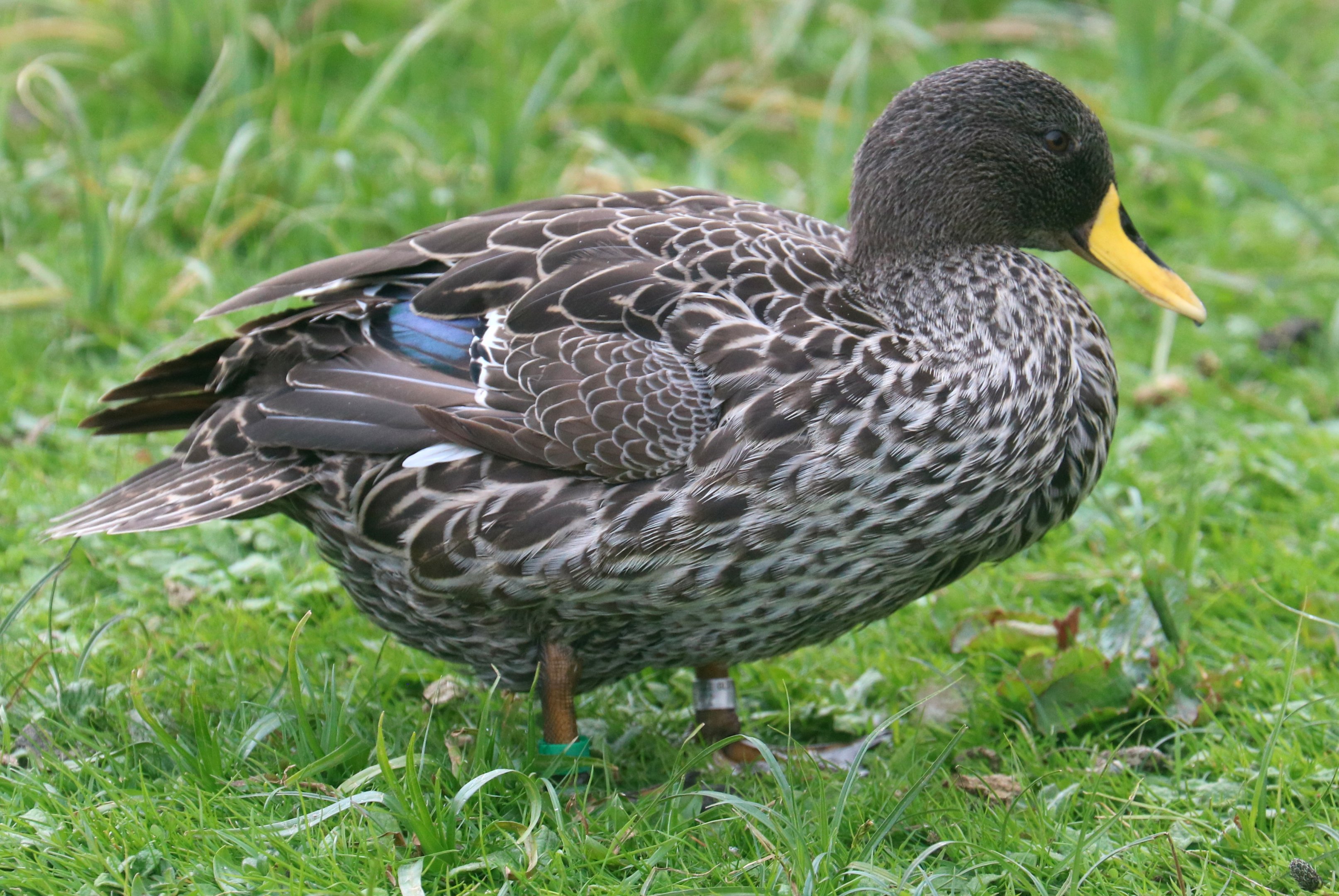 Yellow-billed duck; Barnes; 18th April 2022
