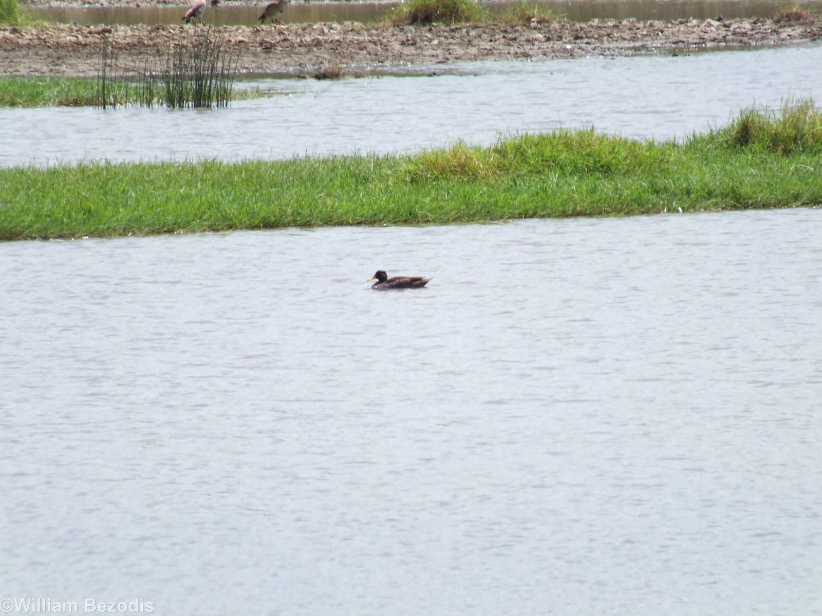 Yellow-billed Duck- Lake Nakuru