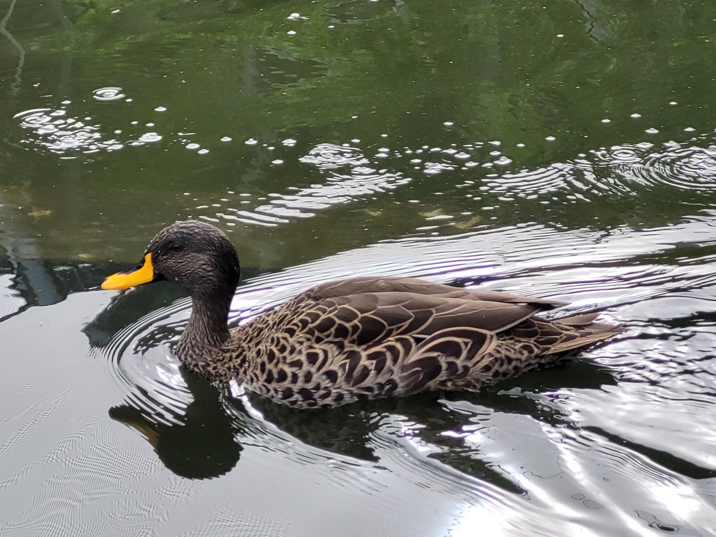 Yellow-billed duck -Parc Zoologique de Paris (2022)