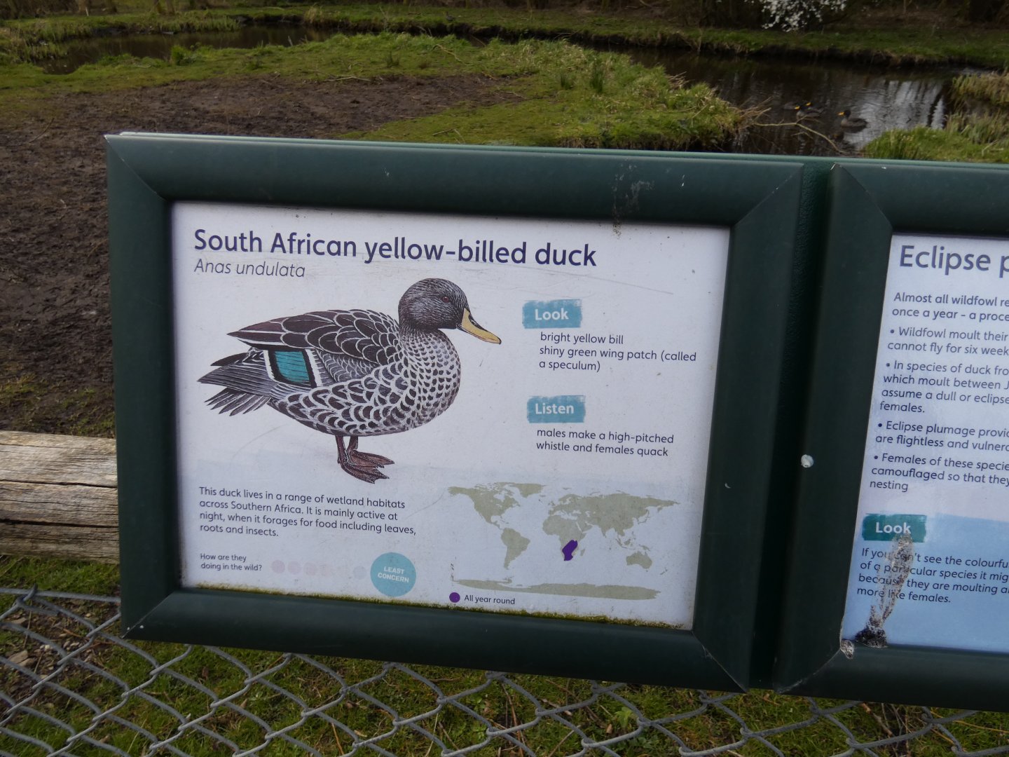 Yellow-billed duck signage