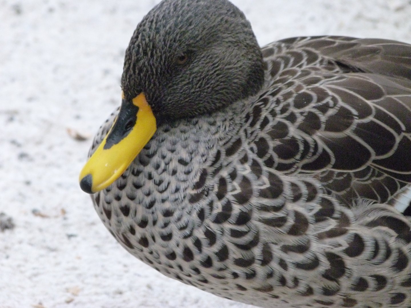 Yellow-billed duck -Zoologischer Garten Berlin (2024)