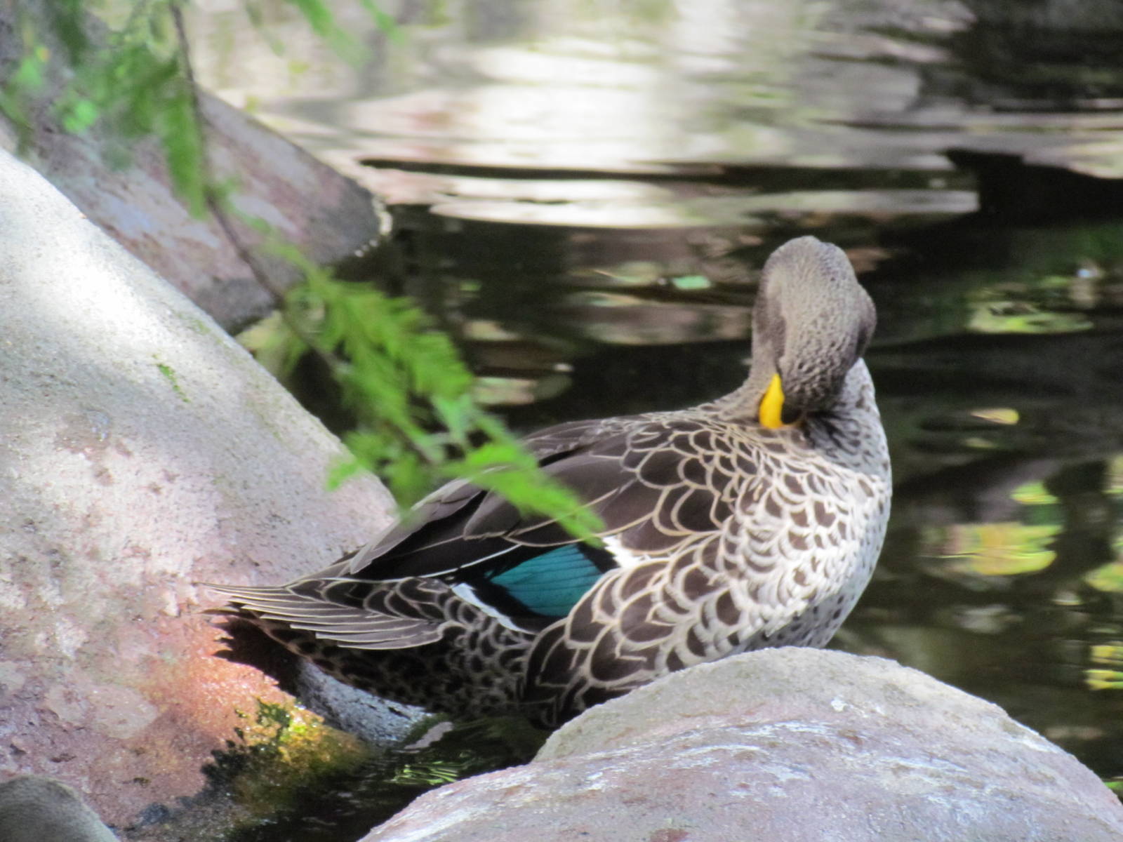 Yellow Billed Duck
