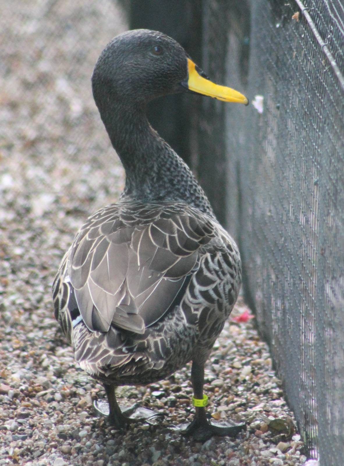 Yellow-billed duck