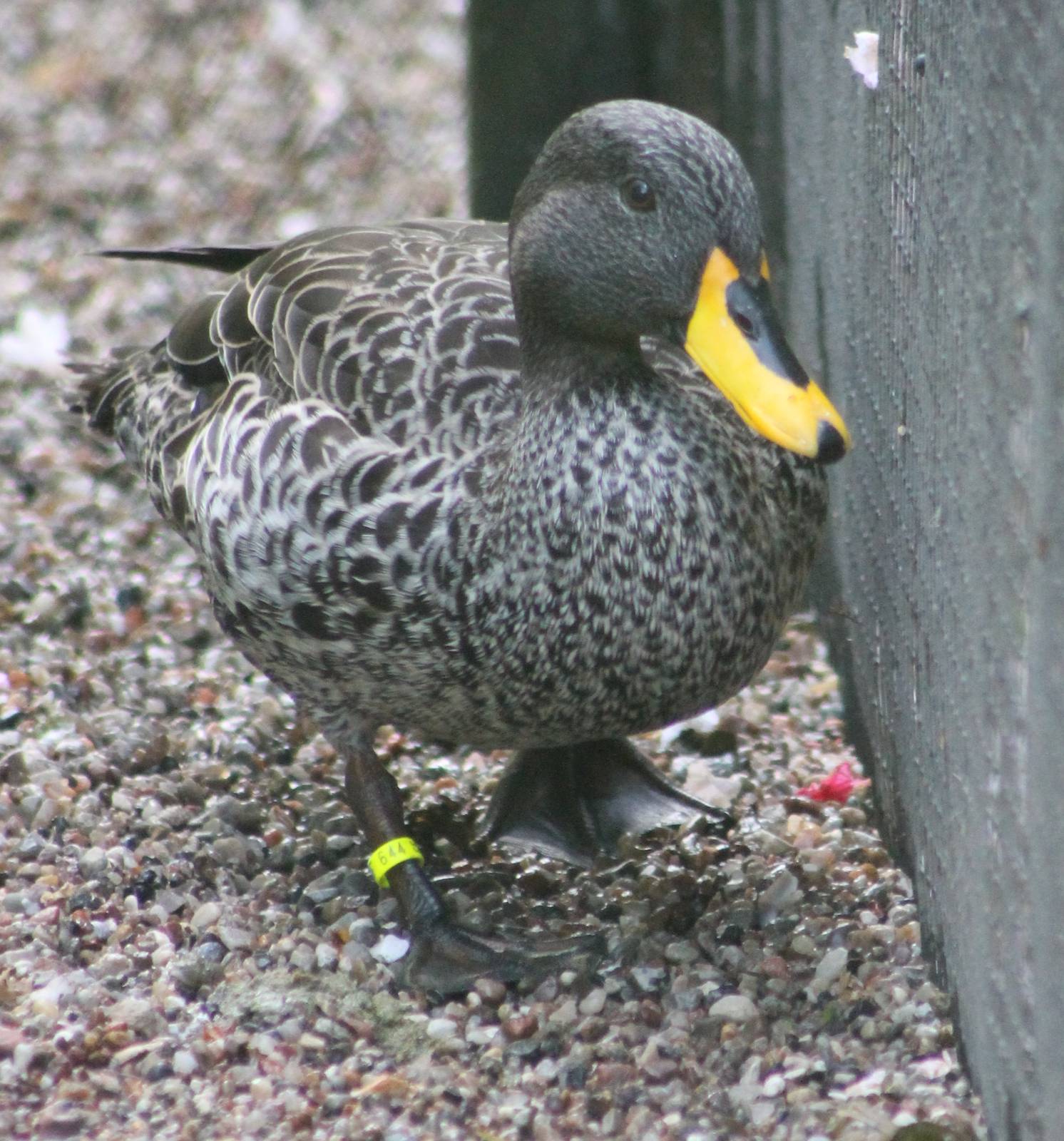 Yellow-billed duck