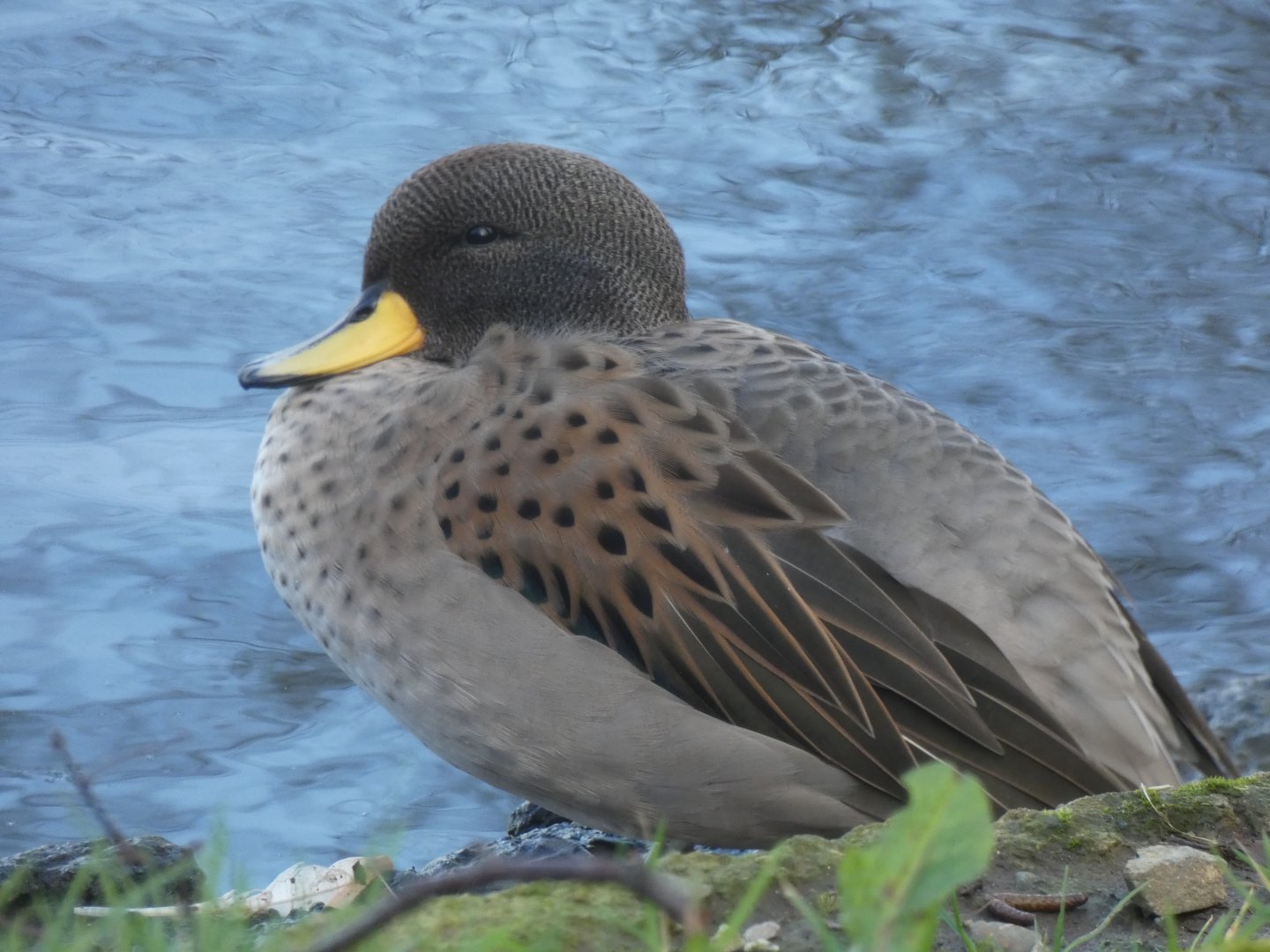 Yellow-billed Duck
