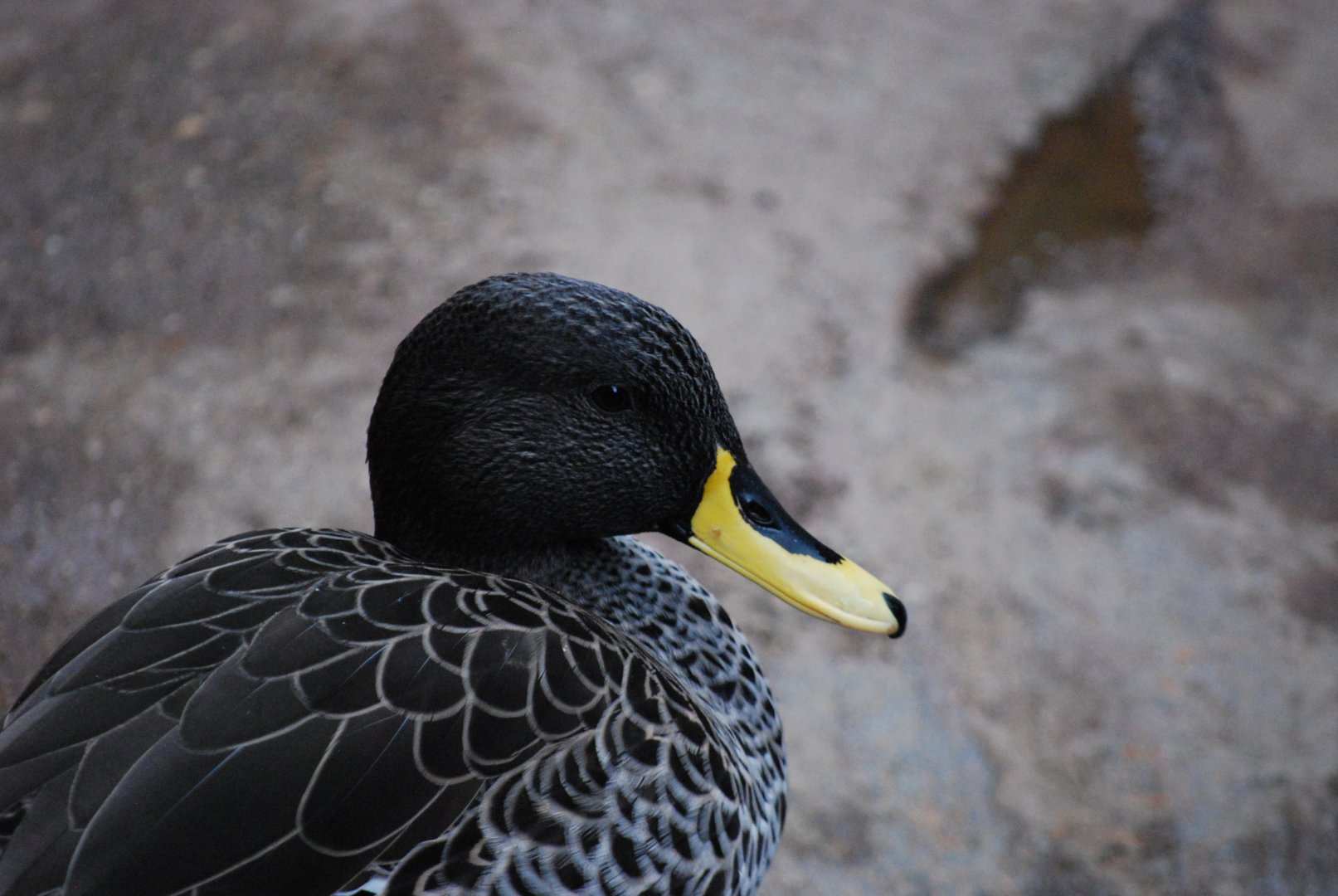 Yellow-Billed Duck