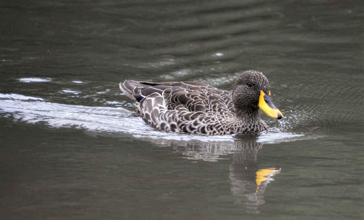 yellow billed duck
