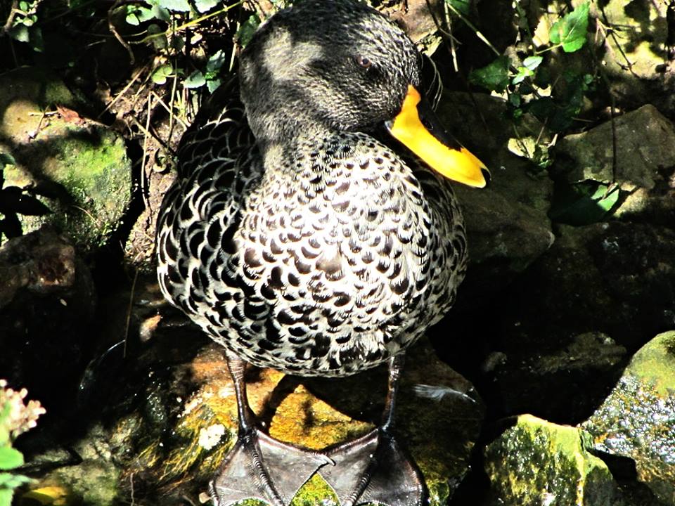 Yellow-billed Duck