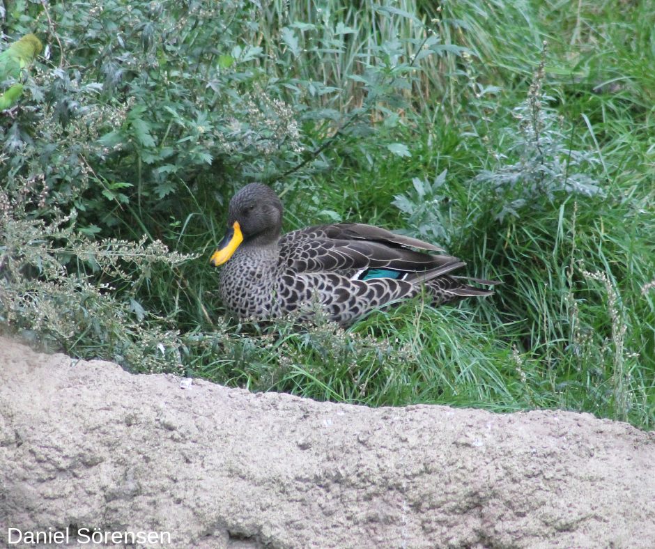 Yellow-billed duck