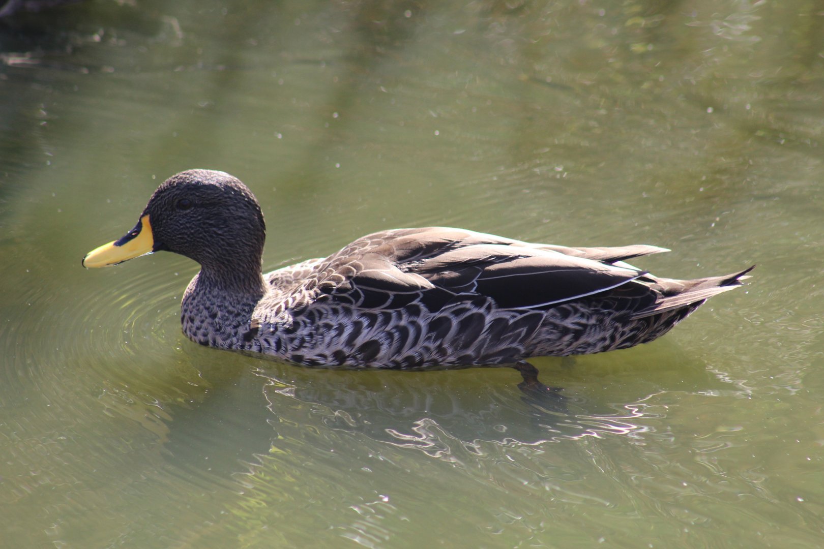 Yellow-Billed Duck