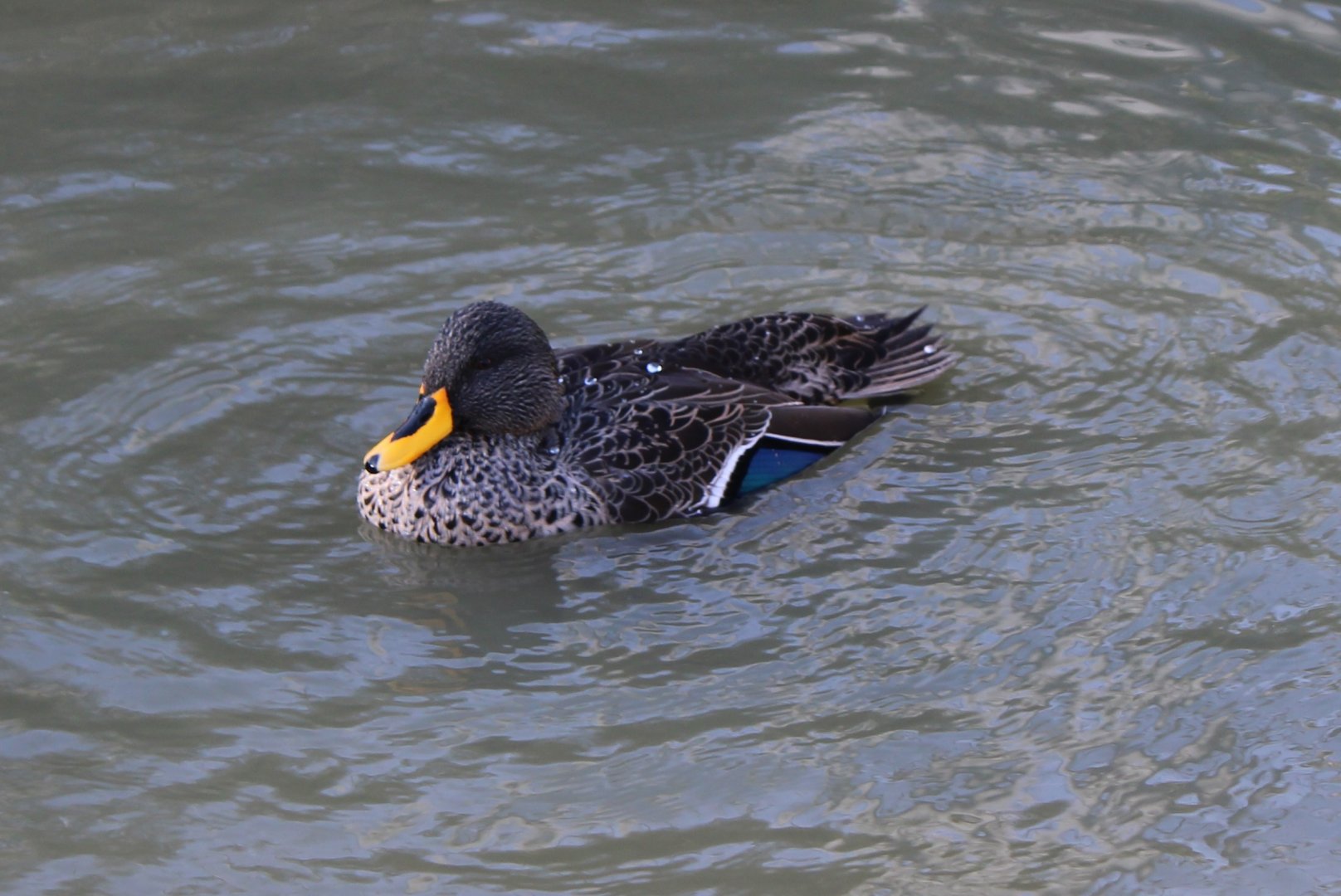 Yellow-billed duck