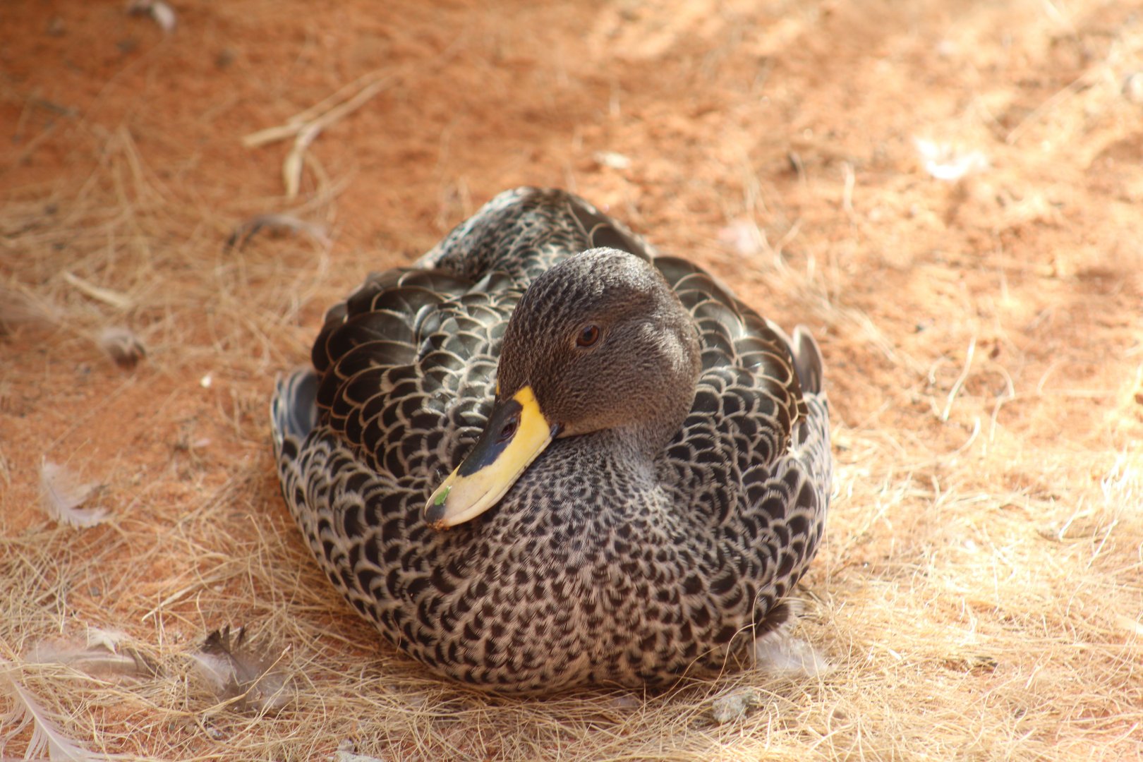 Yellow-Billed Duck