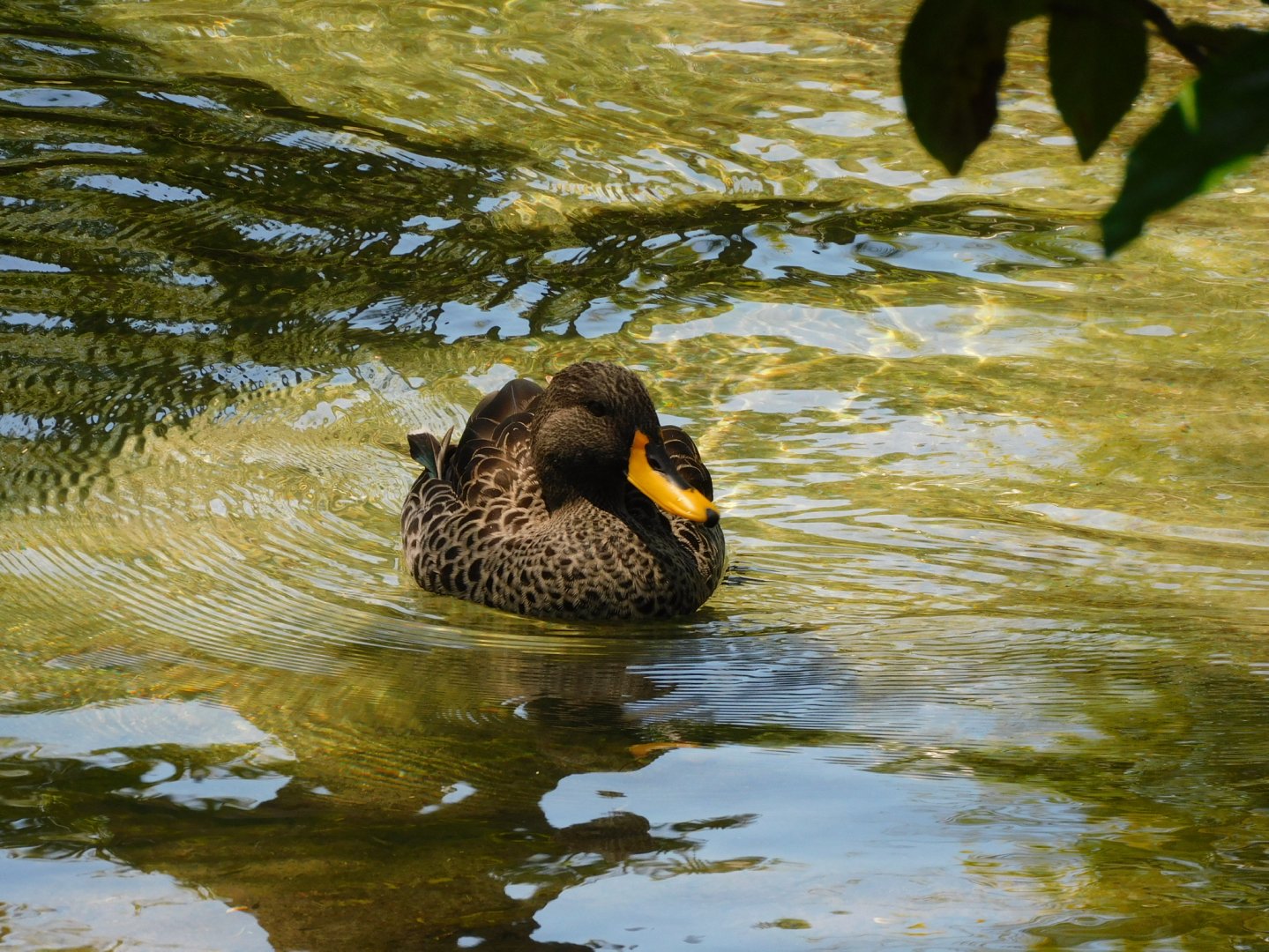 Yellow billed duck