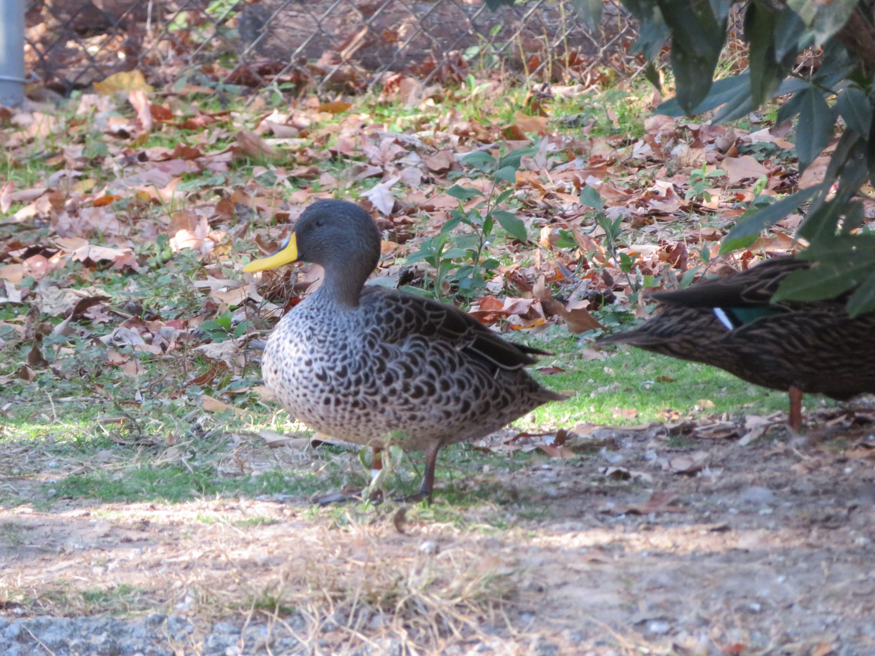Yellow-billed Duck