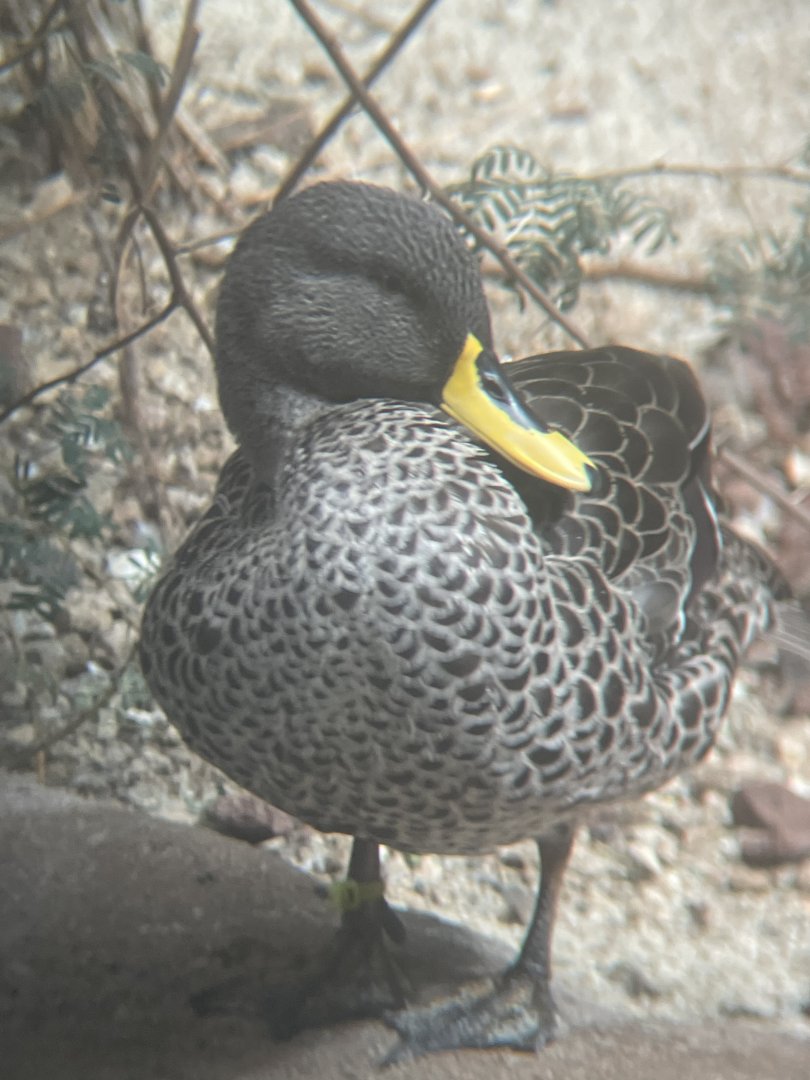 Yellow-billed Duck