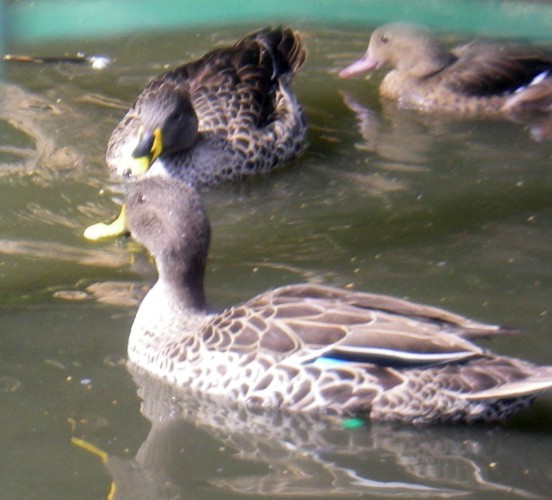 Yellow-billed Ducks (Anas undulata)