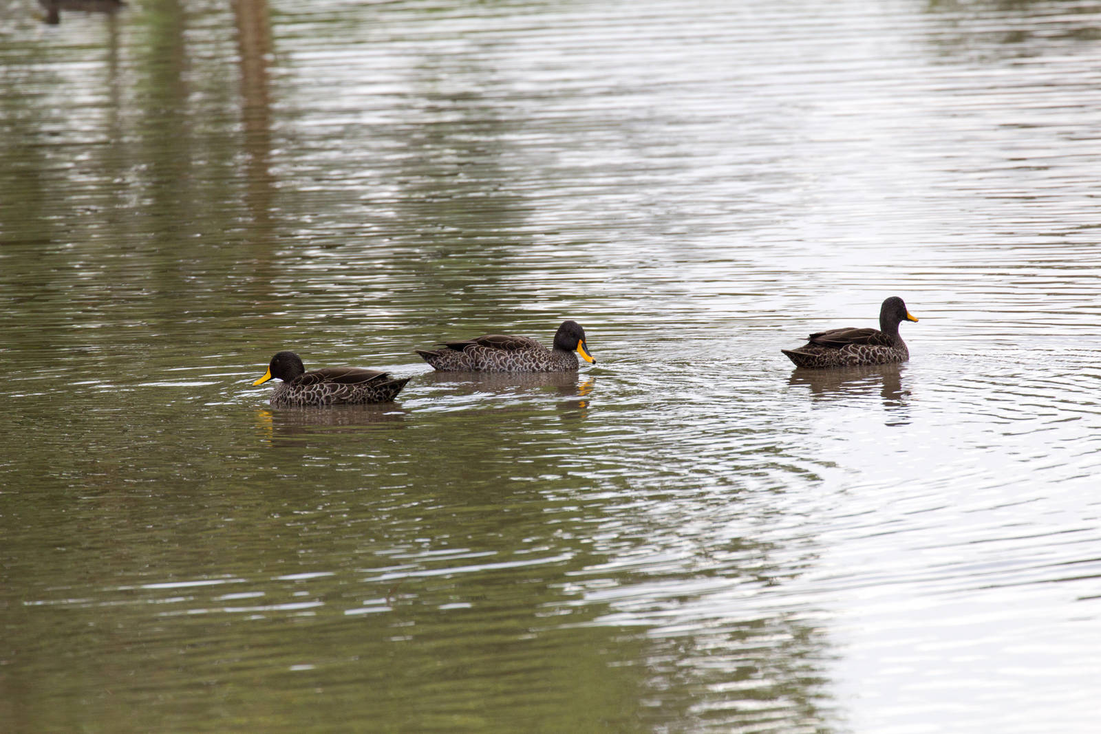 Yellow-billed Ducks - wild birds