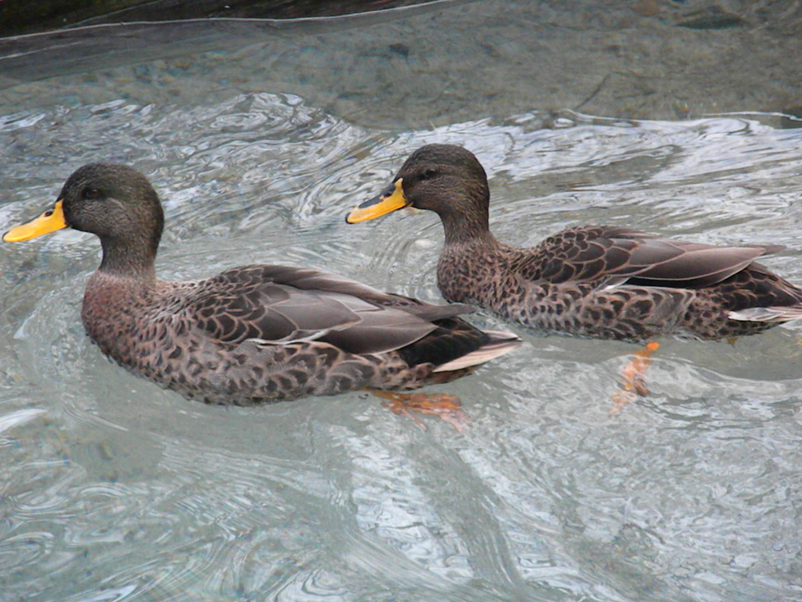 Yellow-Billed Ducks