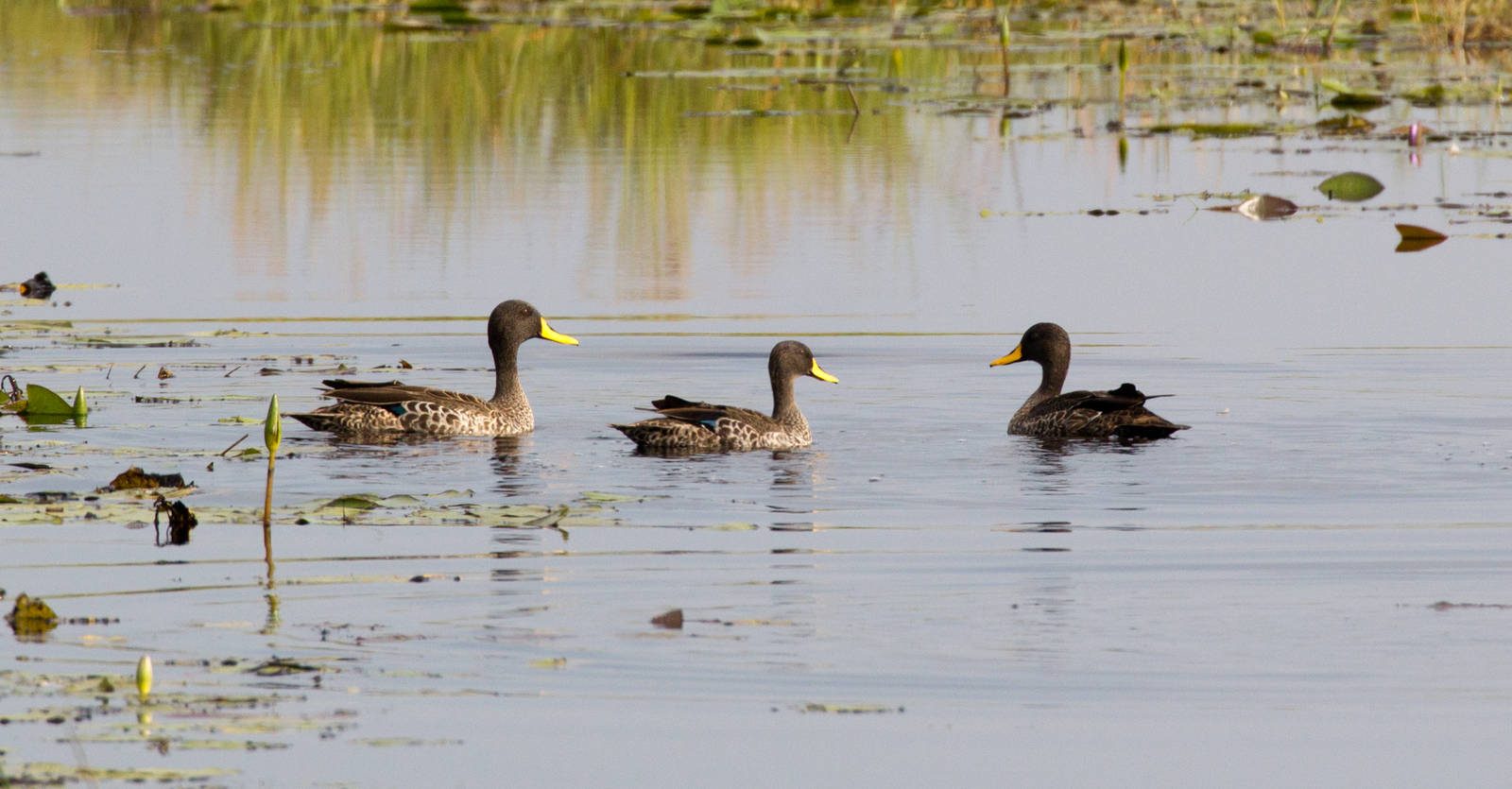 Yellow-billed Ducks