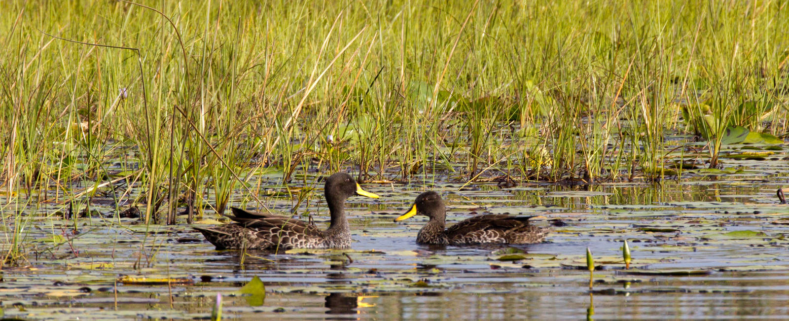 Yellow-billed Ducks