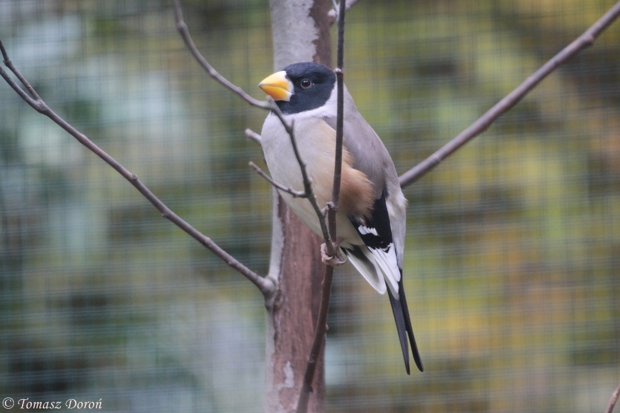 Yellow-billed Grosbeak / Chinese Grosbeak (Eophona migratoria) - male