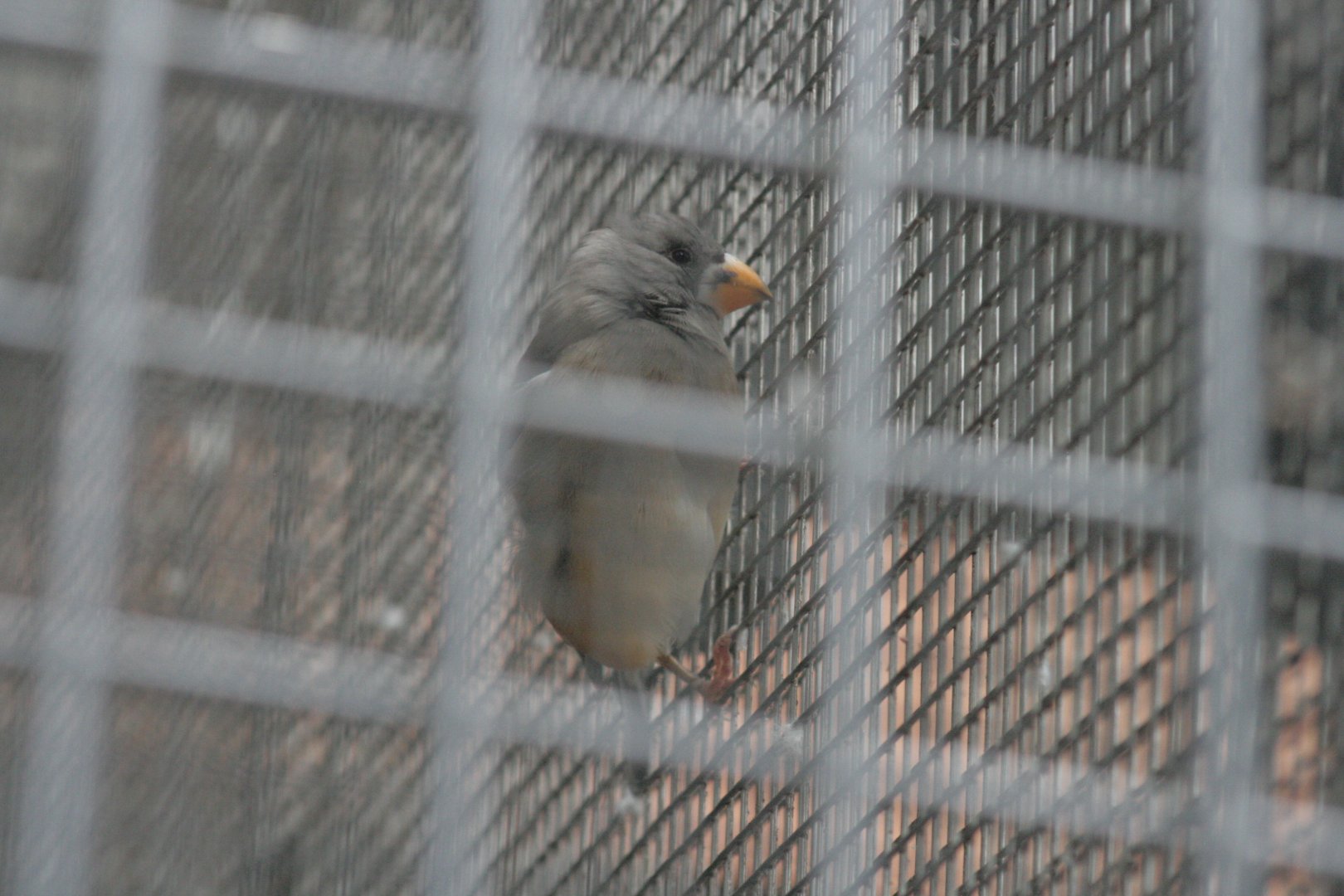yellow-billed grosbeak (female)