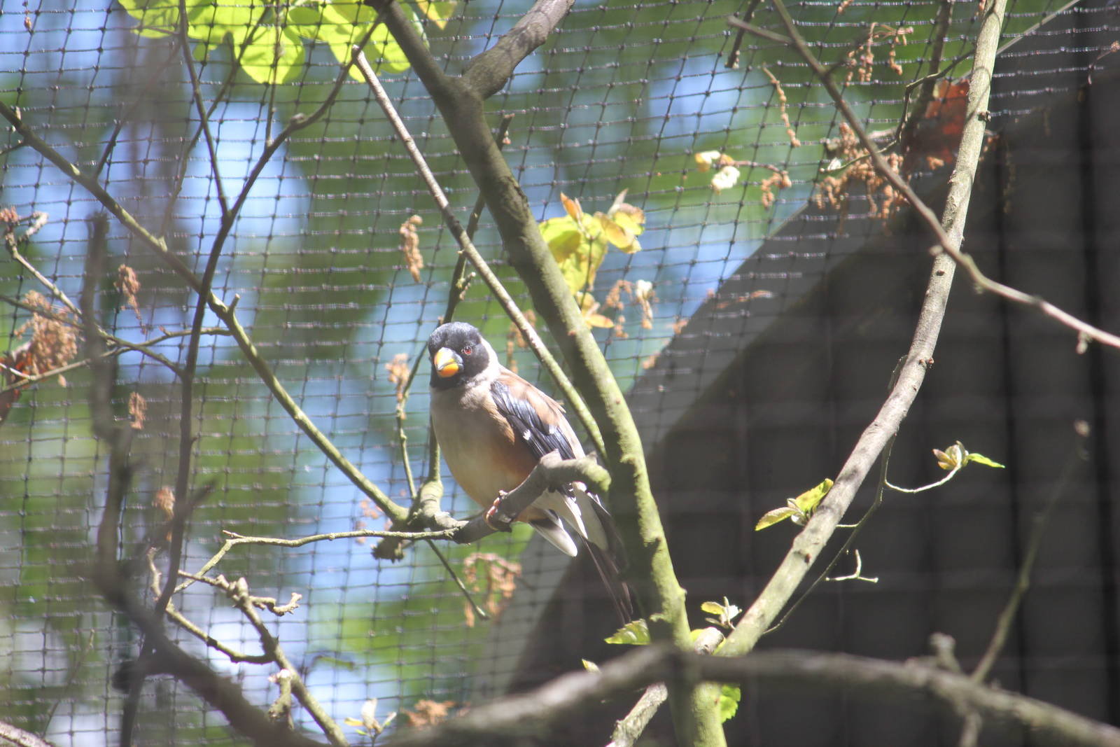 Yellow-billed grosbeak