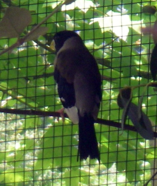 Yellow-billed Hawfinch (Coccothraustes migratorius)
