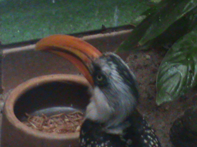 yellow-billed hornbill? 050910