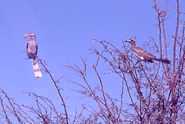 Yellow-billed Hornbill and Grey Hornbill
