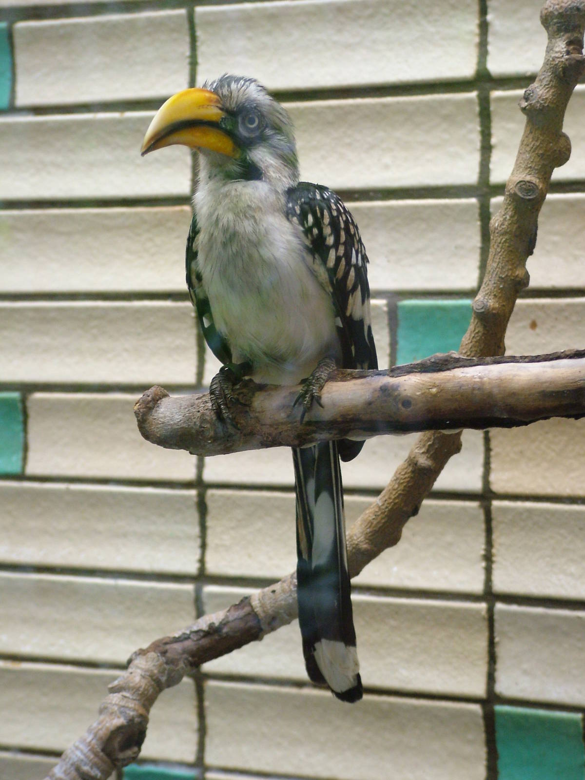 Yellow-billed Hornbill at Tierpark Berlin, 30/08/11