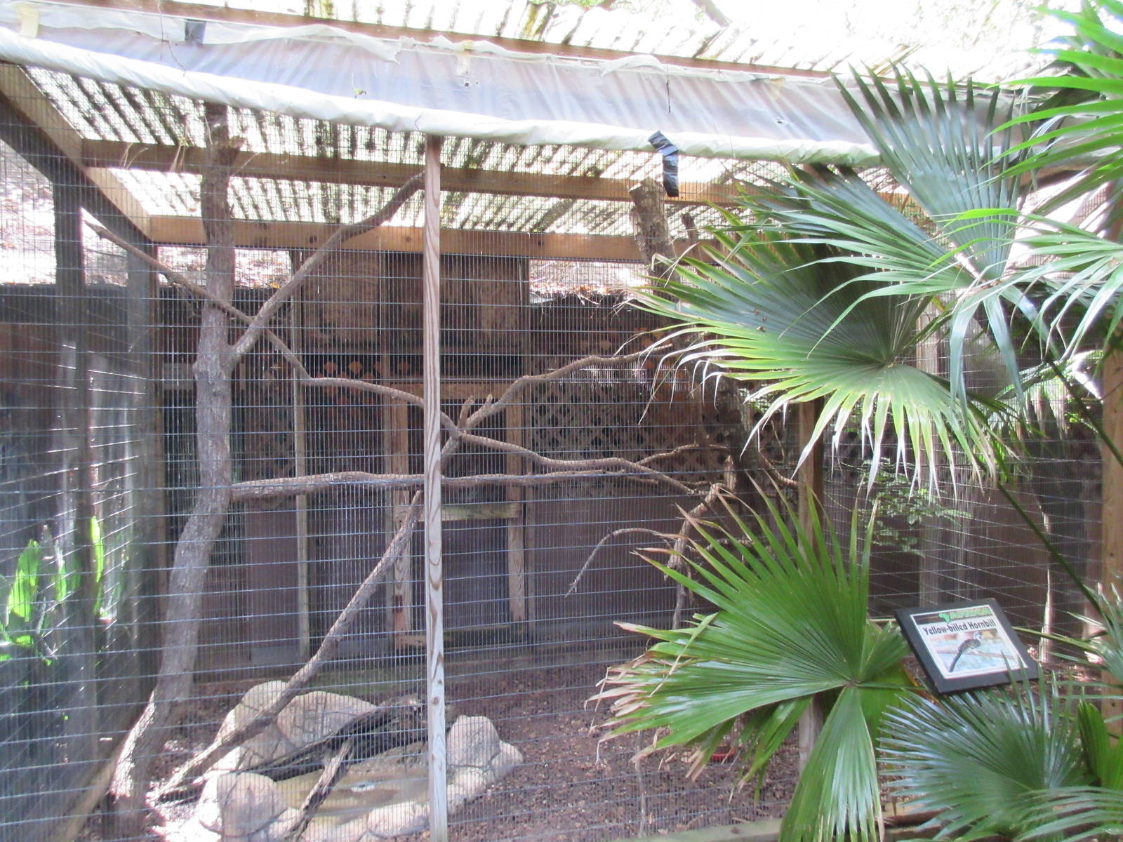 Yellow-Billed Hornbill Exhibit