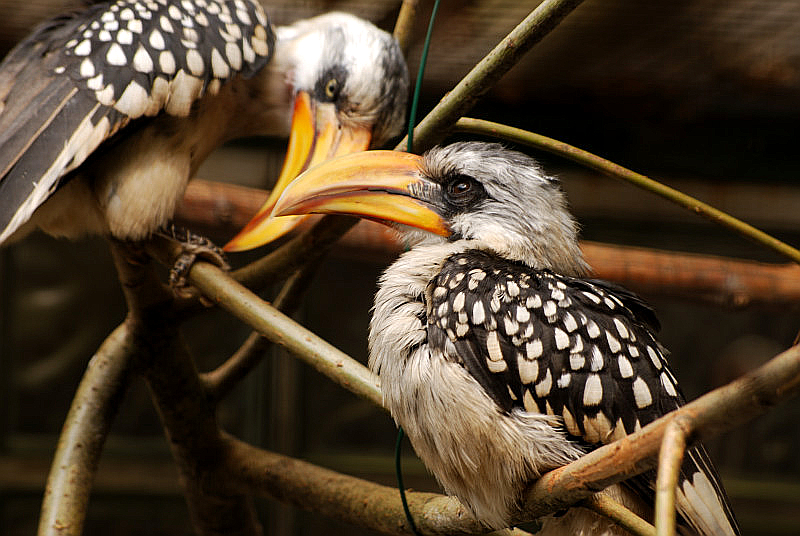 Yellow-billed hornbill in Solingen Fauna