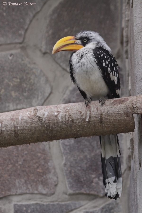 Yellow-billed Hornbill (Tockus flavirostris)