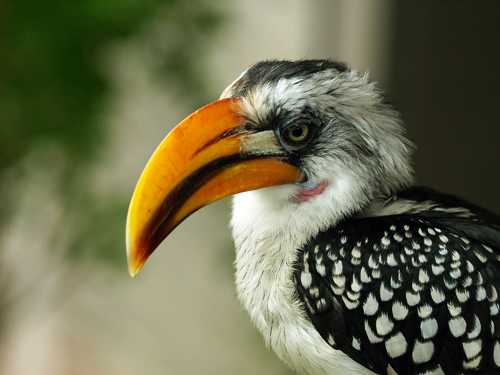 Yellow-billed hornbill