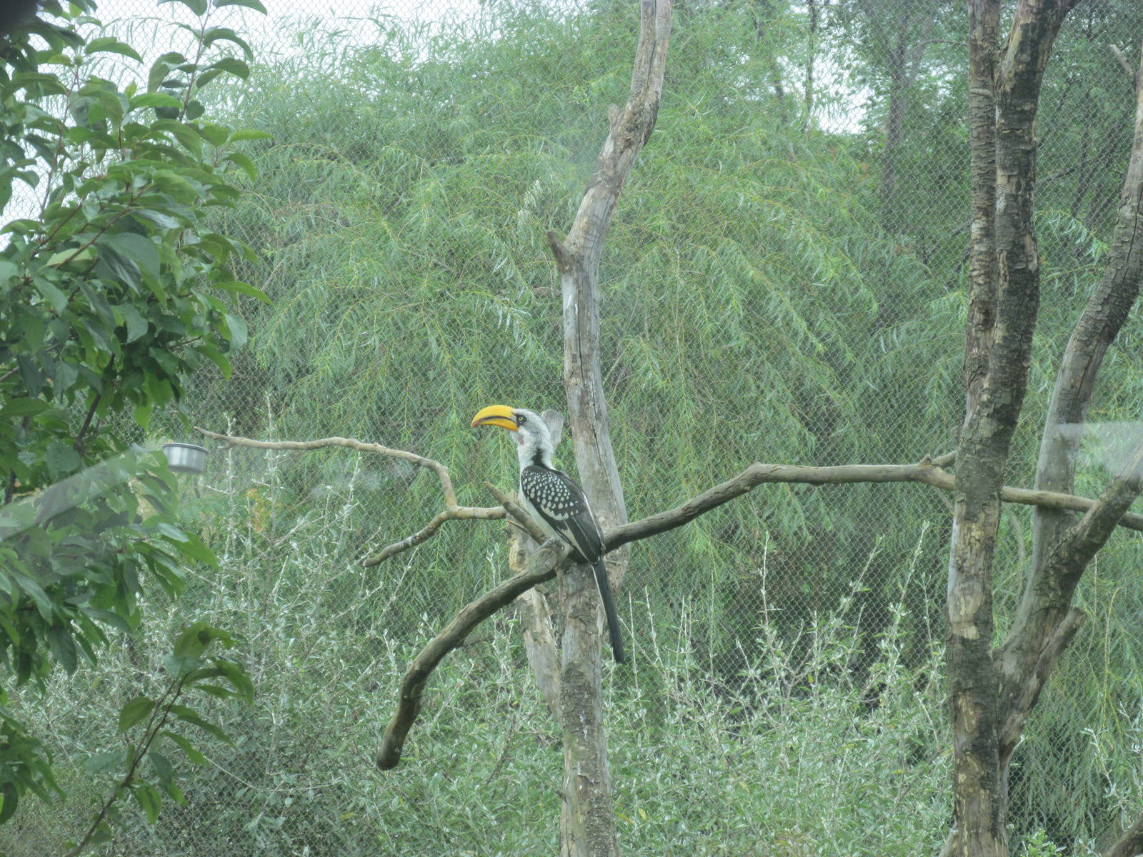 Yellow-billed Hornbill