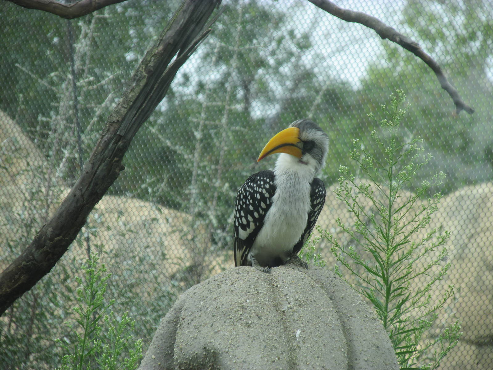 Yellow-billed Hornbill