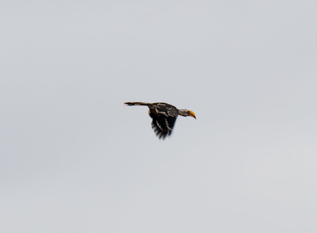 Yellow-billed Hornbill