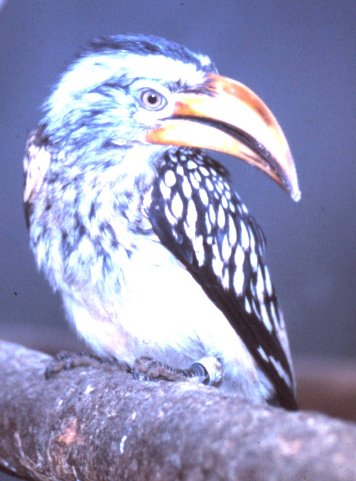 Yellow-billed hornbill